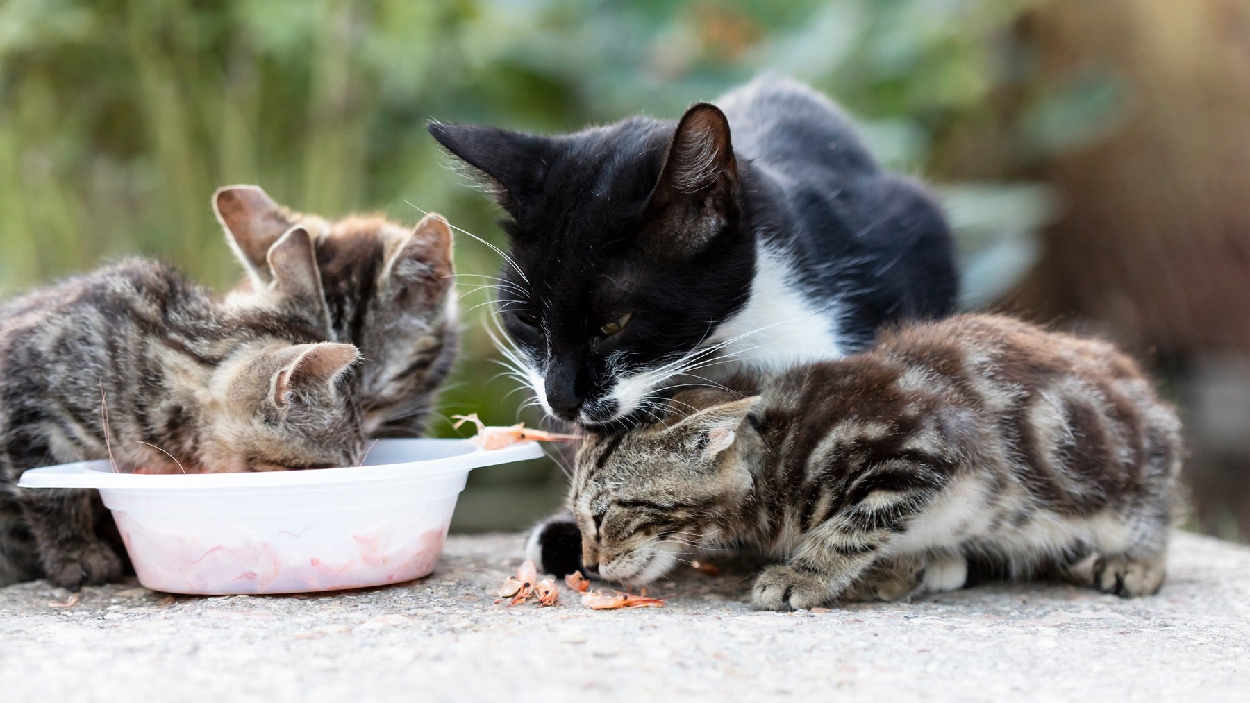 A list of unsafe food for cats on a chart
