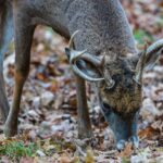 photo of whitetail deer eating acorns