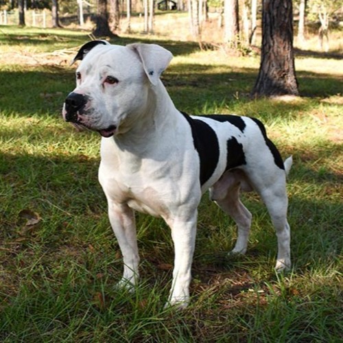American Bully in a playful stance