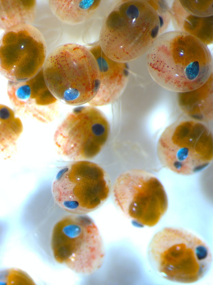 Lobster eggs, with blue eyes