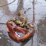 American lobster on the deck of a ship