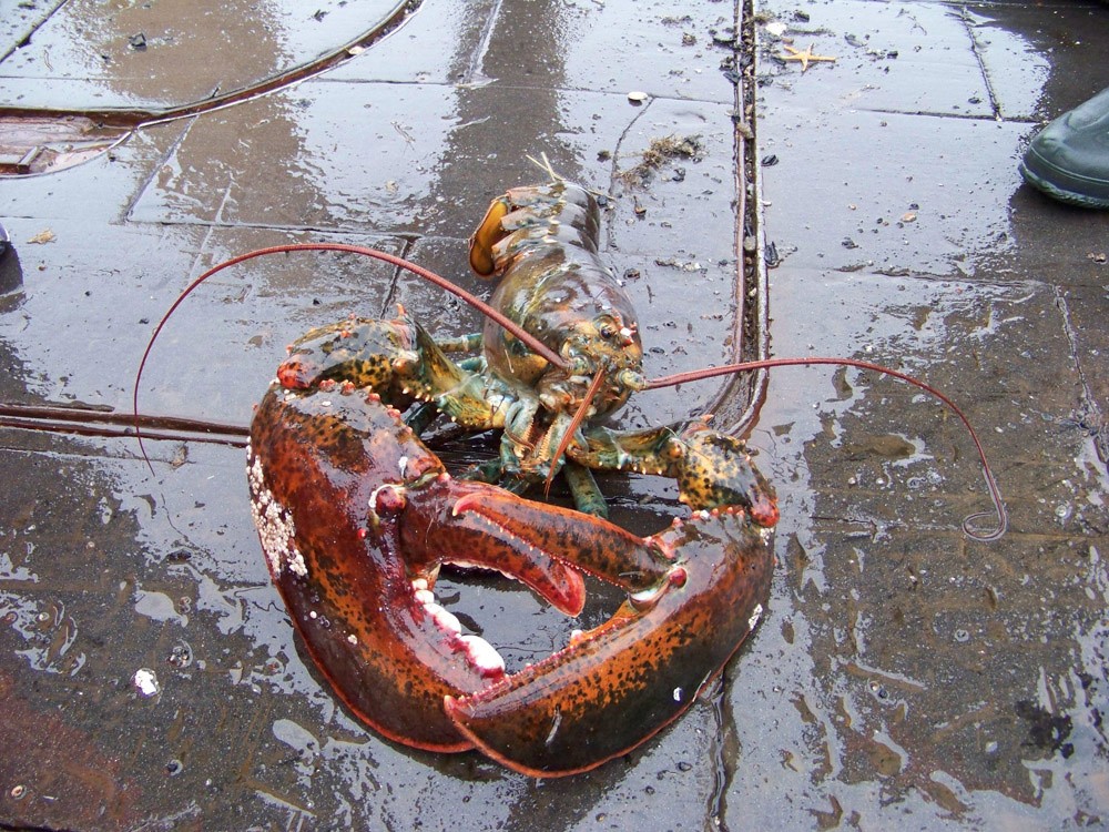 American lobster on the deck of a ship