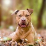 American Pit Bull Terrier