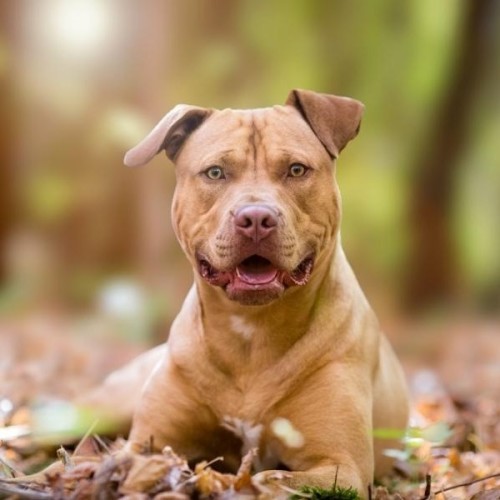 Staffordshire Bull Terrier puppies show their playful nature