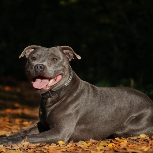 American Staffordshire Bull Terrier stands proudly