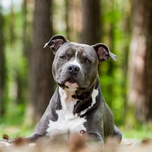 American-Bulldog-standing-in-three-quarter-view showing its sturdy build