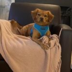 Dog with sensitive stomach enjoying refrigerated food