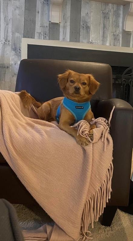 Dog with sensitive stomach enjoying refrigerated food