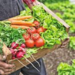Farmer holding crate with vegetables
