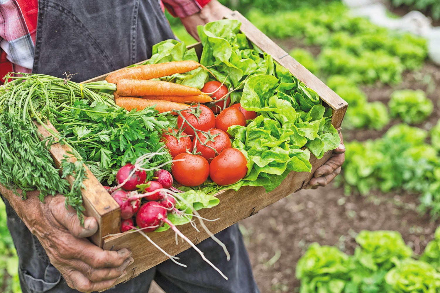 Farmer holding crate with vegetables
