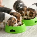 Puppy eating new food from a bowl