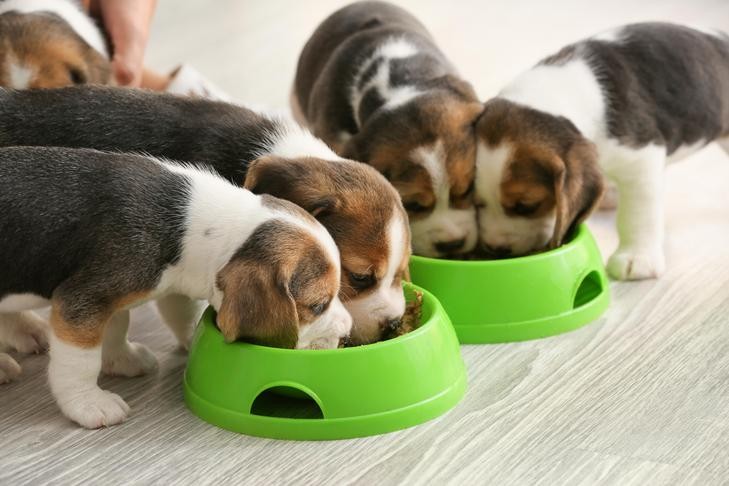 Puppy eating new food from a bowl