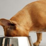 brown french bulldog with head in stainless steel bowl eating food