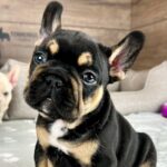 Homemade dog food ingredients