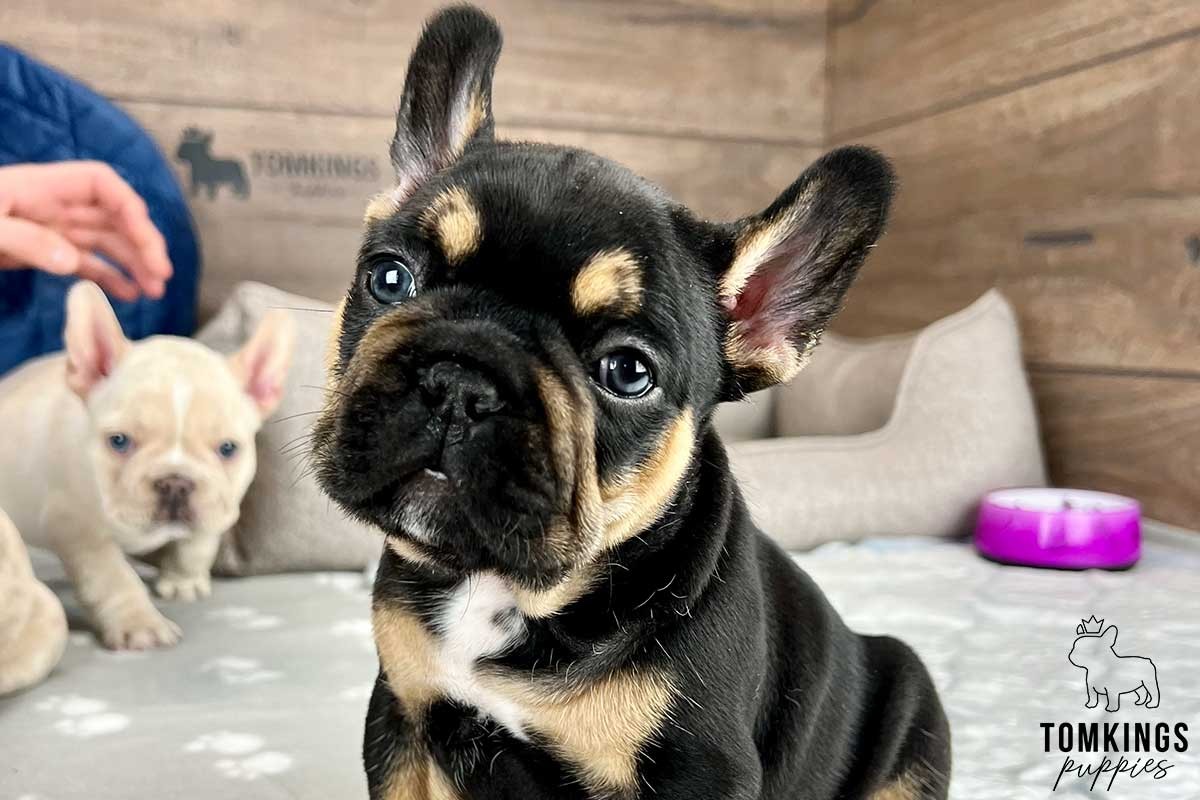 Homemade dog food ingredients