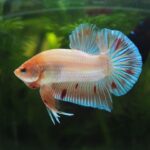 Betta fish in a fish tank with live plants