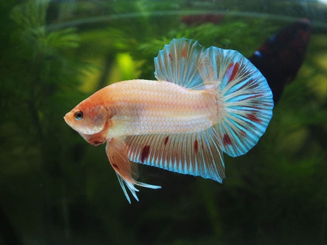 Betta fish in a fish tank with live plants
