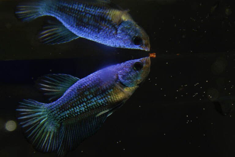 Close up of a Betta