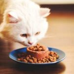 A white cat eating dry cat food from a bowl