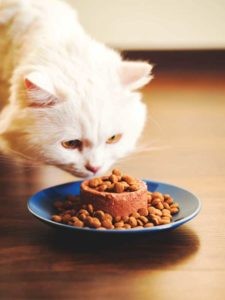 A white cat eating dry cat food from a bowl