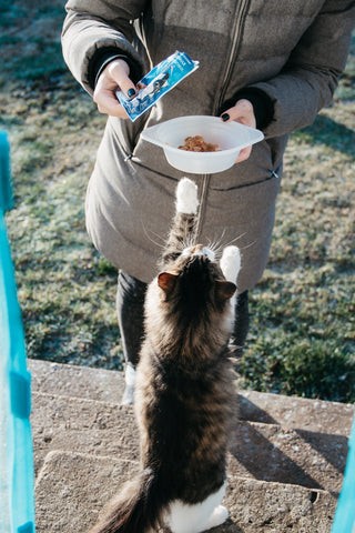 black and white cat begging for food