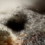 Black Mold on Bread
