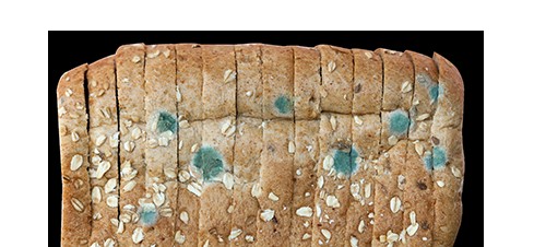 bread expired