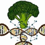 Broccoli and DNA structure representing the question of whether broccoli is a GMO