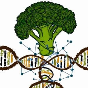 Broccoli and DNA structure representing the question of whether broccoli is a GMO