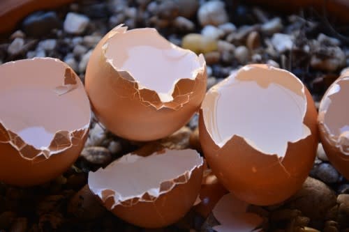 Eggshells are a good source of calcium