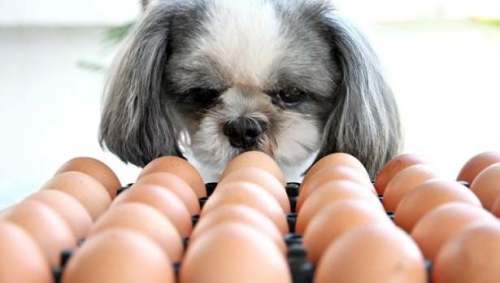 Egg allergies in dogs
