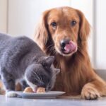 Dog glancing at cat food