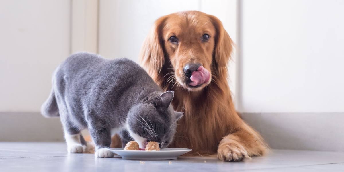 Dog glancing at cat food