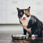 Cat looking curiously at food