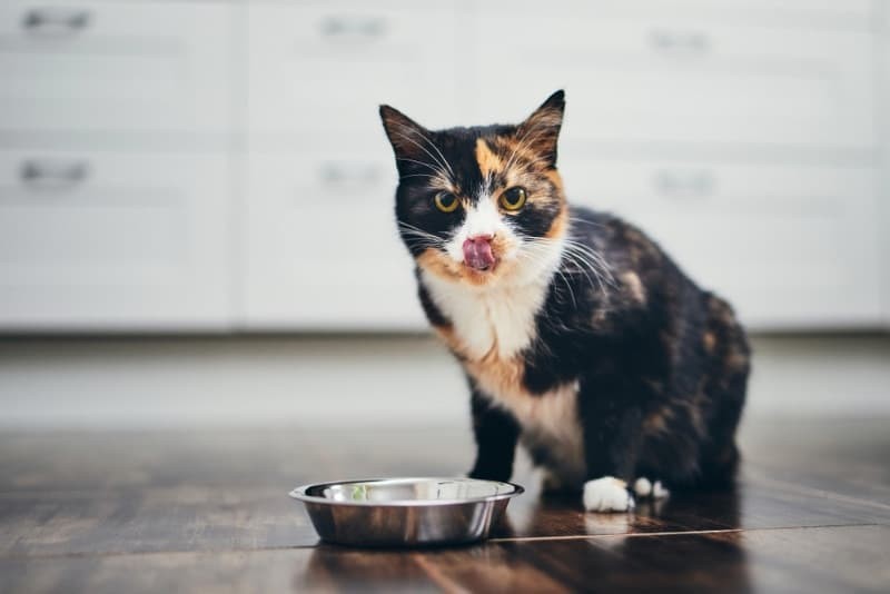 Cat looking curiously at food