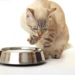 A bowl of wet cat food and a scoop of dry cat food, illustrating the combination of different food types