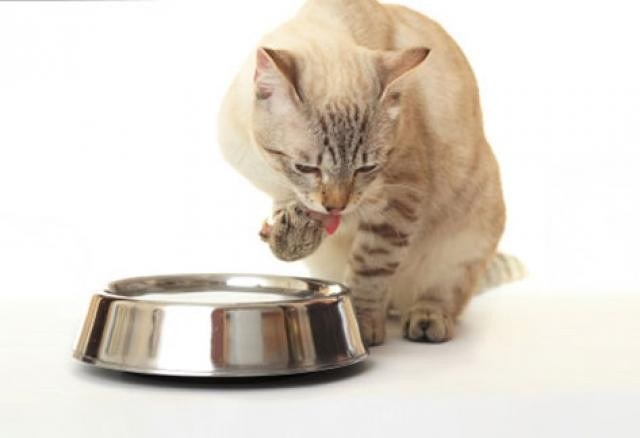 A bowl of wet cat food and a scoop of dry cat food, illustrating the combination of different food types