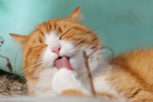 Cat Eating