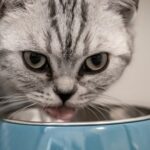 Hydrolyzed protein cat food