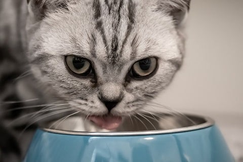 Hydrolyzed protein cat food