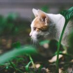 Cat hunting