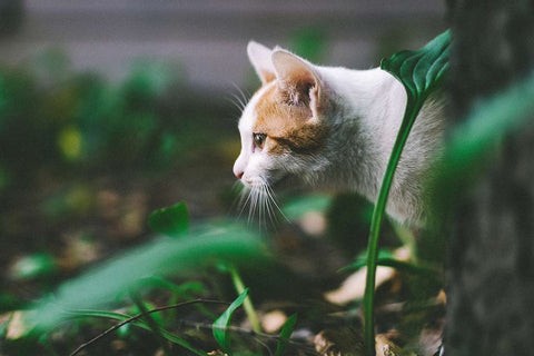 Cat hunting