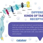 Cat Taste Receptors Explained