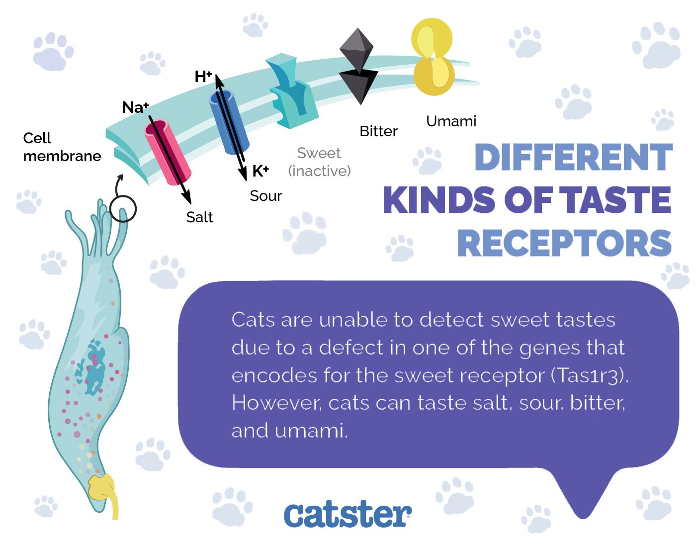 Cat Taste Receptors Explained