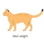 Cat Weight Infographic - Thin to Overweight Cat Chart