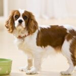 Cavalier King Charles Spaniel standing near bowl, indicating the importance of diet in managing dog food allergies