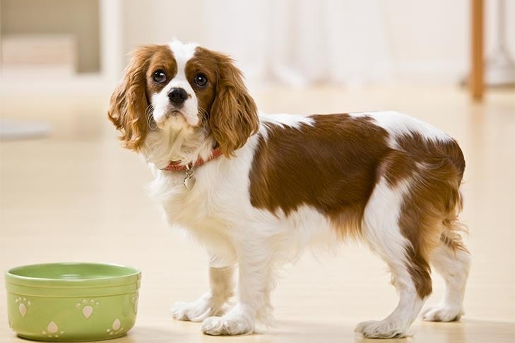 Cavalier King Charles Spaniel standing near bowl, indicating the importance of diet in managing dog food allergies
