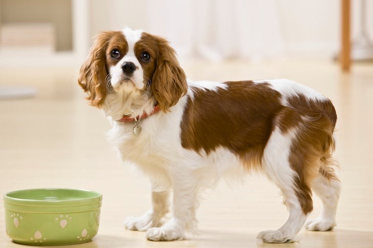 Dog looking questioningly at a bowl of food.