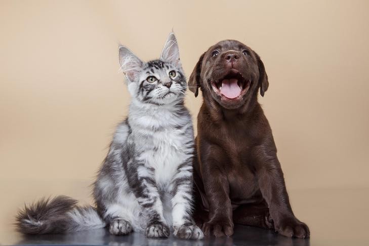 A golden retriever dog looking longingly at a bowl of cat food.