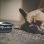French Bulldog with a concerned expression, showcasing vulnerability to health issues
